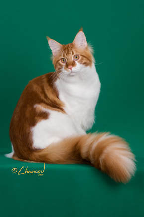 Show News Suncoon Maine Coon Cats